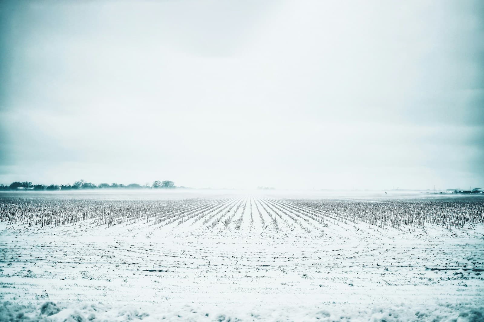 Snow-covered farm field with parallel furrows stretching to horizon under overcast winter sky
