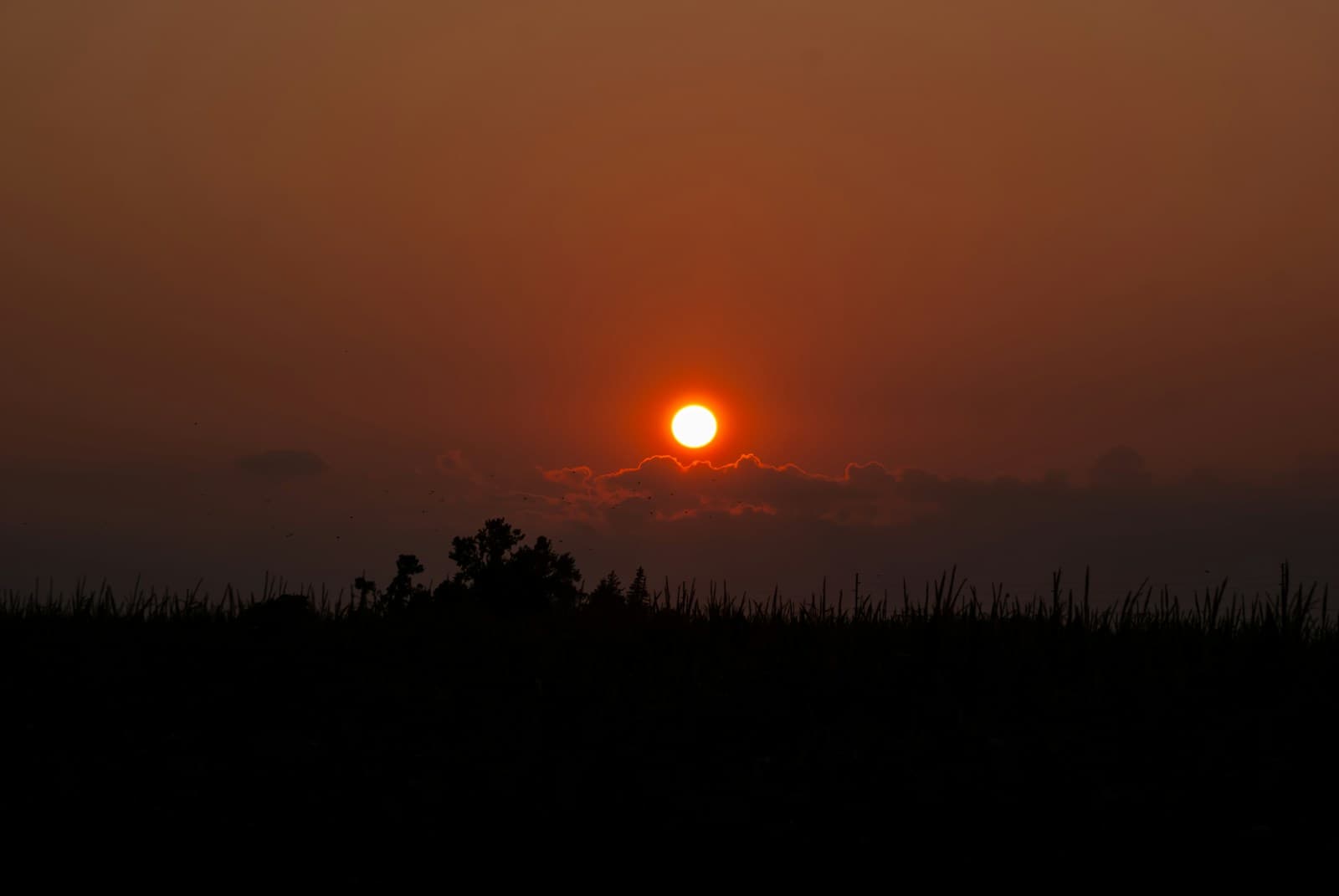 Orange sun setting behind mountains with dark tree silhouettes in foreground during golden hour