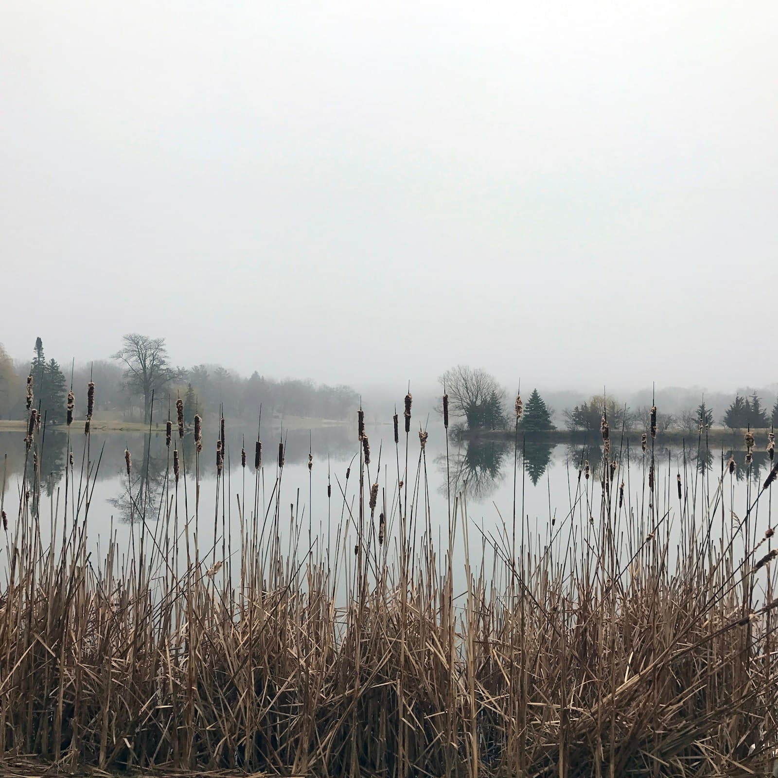 Misty lake with cattails in foreground and bare trees reflected in calm water under overcast grey sky
