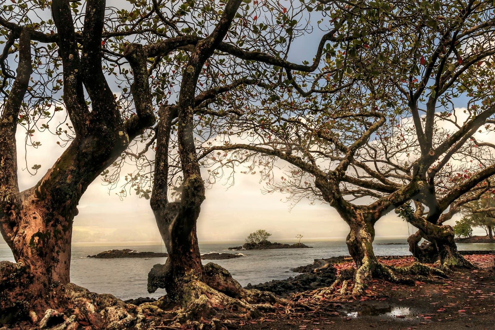 Bare trees framing a peaceful coastal view with calm water and distant rocky islands at golden hour