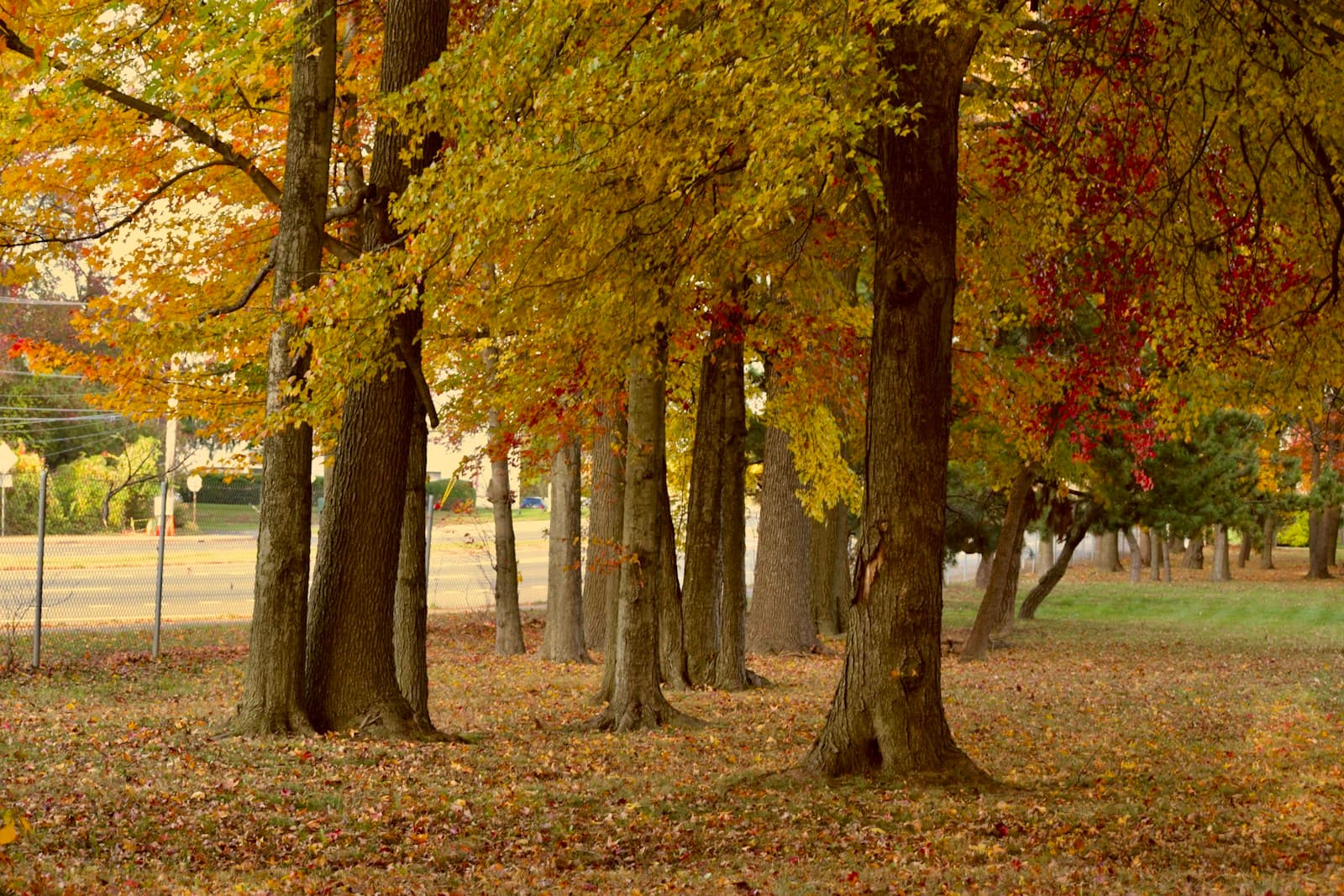 Row of trees with golden autumn leaves in a park with fallen leaves scattered on grass