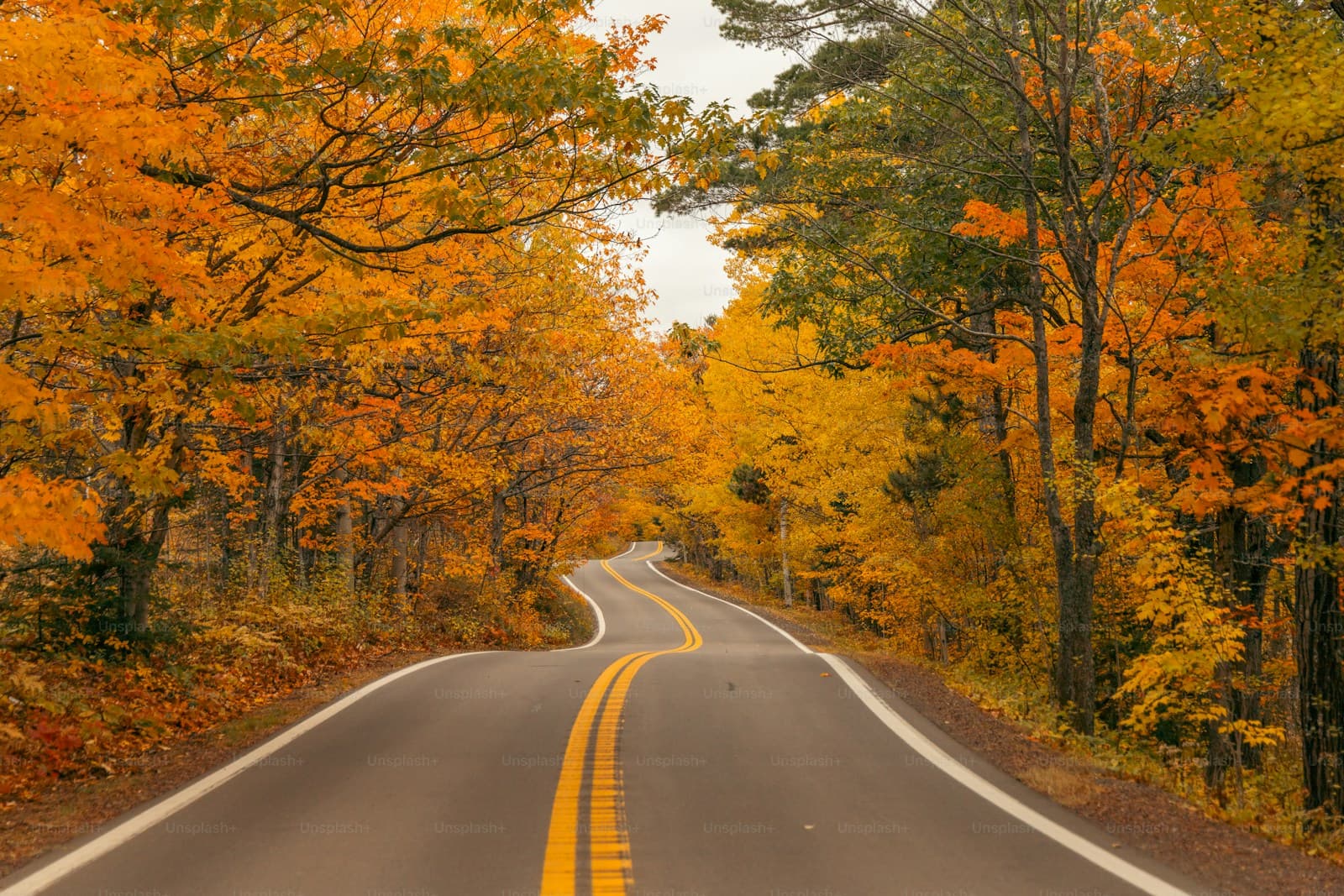 Curved road with yellow center lines winding through vivid orange autumn forest