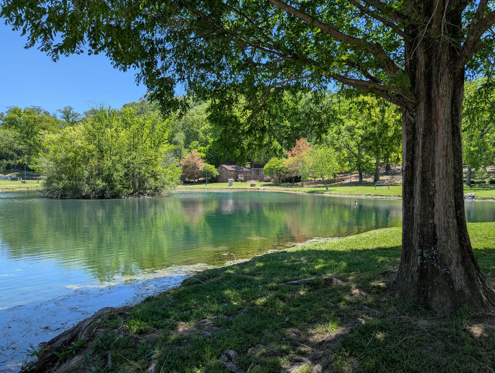 Peaceful park lake surrounded by green trees with large tree in foreground casting shade on grassy shore