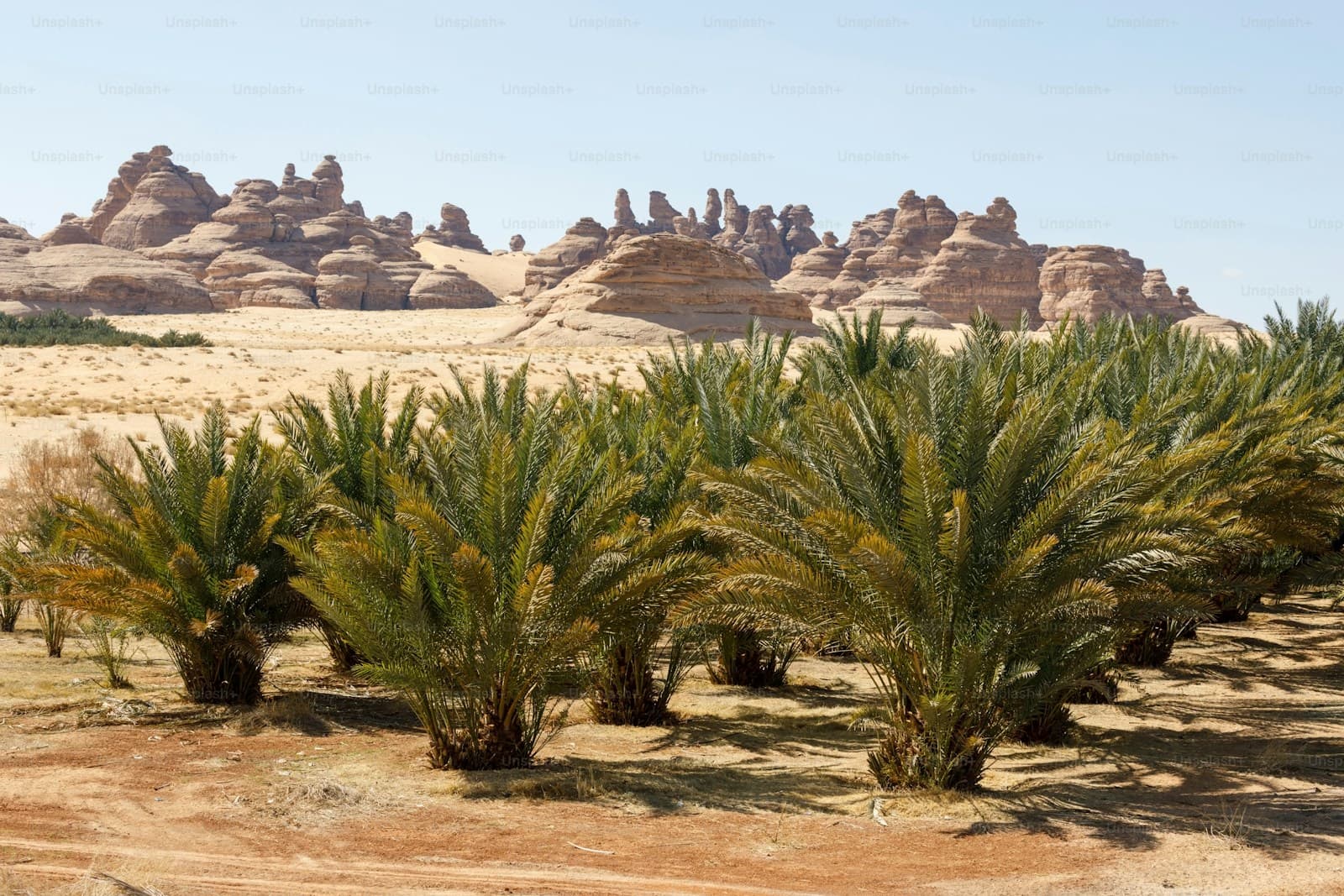 Palm trees growing in desert with dramatic sandstone rock formations in background