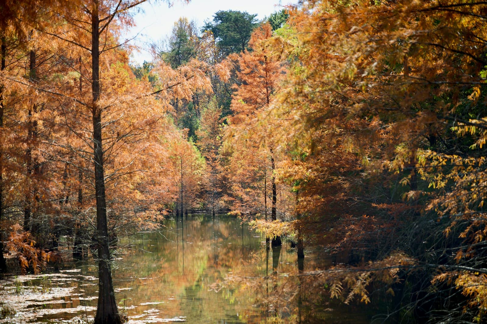 Peaceful autumn scene with golden fall trees reflected in calm water surrounded by orange and yellow foliage