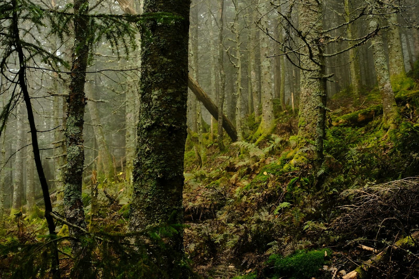 Misty forest with moss-covered trees, ferns, and fallen logs in atmospheric lighting