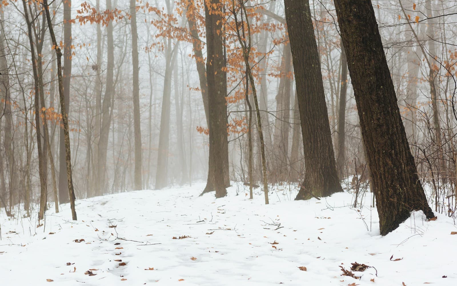 Misty winter forest with snow-covered ground, bare trees, and some remaining autumn leaves in foggy conditions