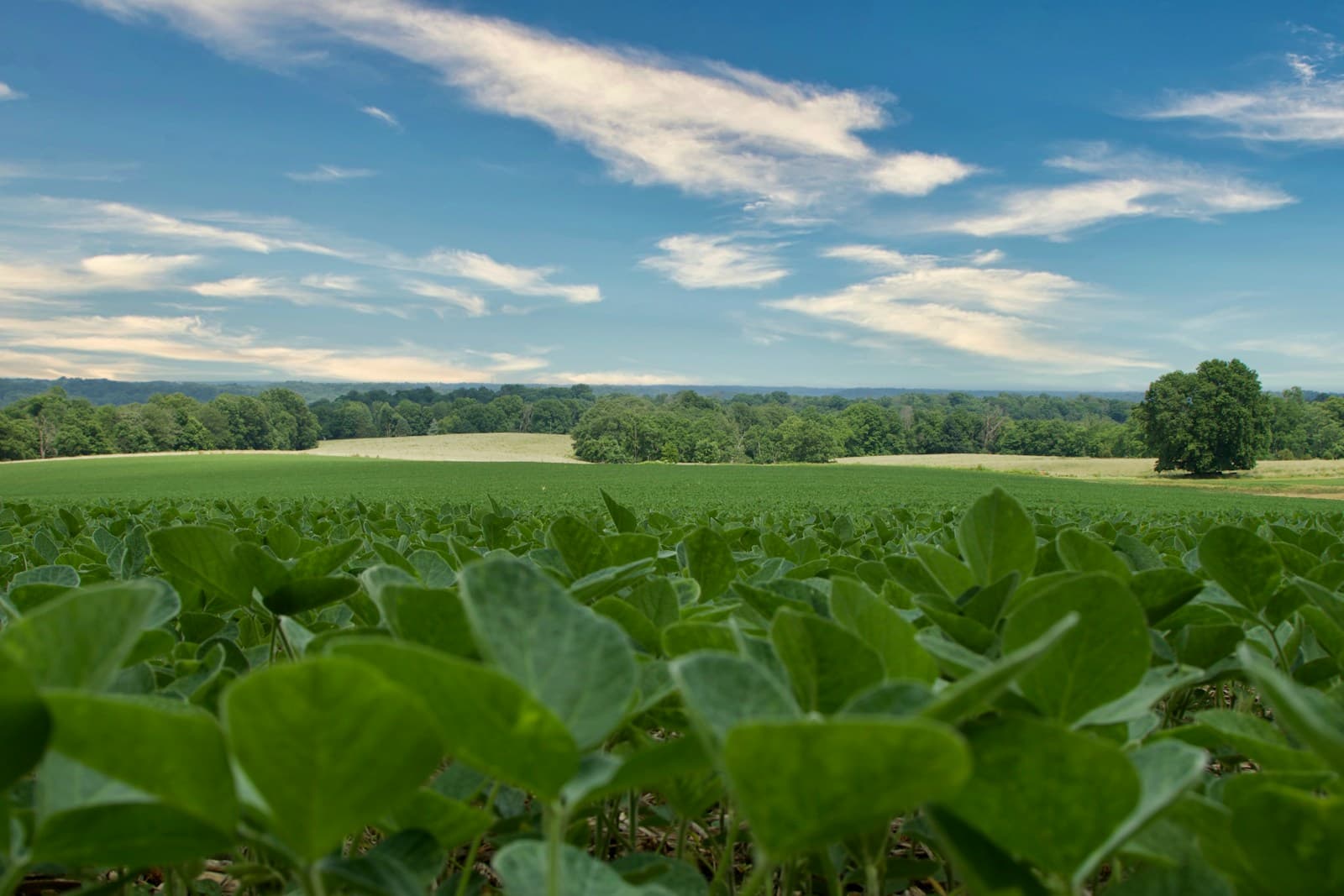 Green crop fields stretching across rural farmland with blue sky and forests in the background