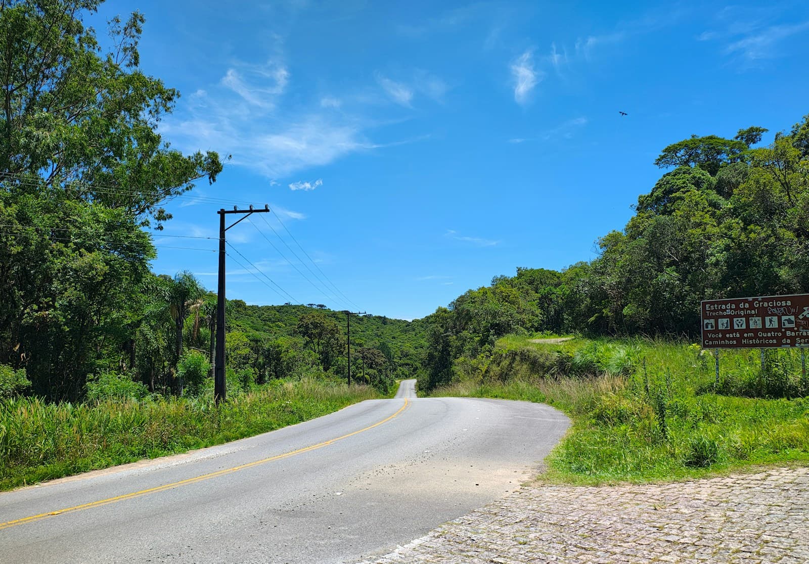 Paved road through lush green trees with utility poles along the shoulder